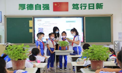 为孩子们播撒中草药传统文化的种子, 中草药进劳动课堂 自主联盟教研成果喜人